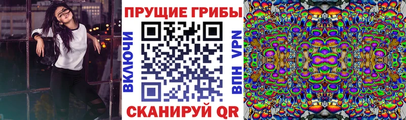 сколько стоит  Карасук  Галлюциногенные грибы Psilocybine cubensis 